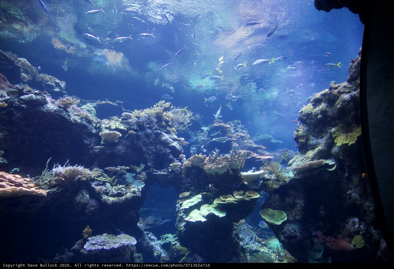 Vibrant Coral Reef Ecosystem in Large Aquarium Display