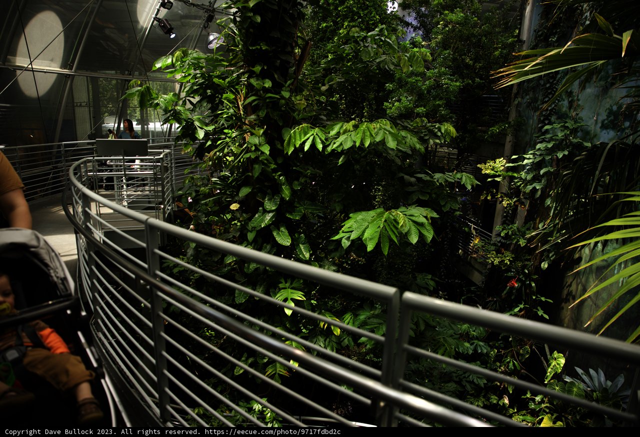 A Stroll Through the Jungle