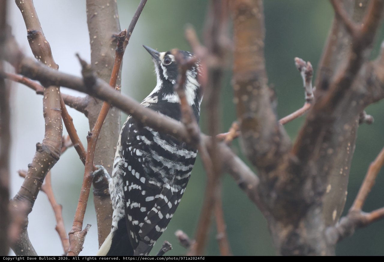 Lesser Spotted Woodpecker Perched Among Bare Winter Branches