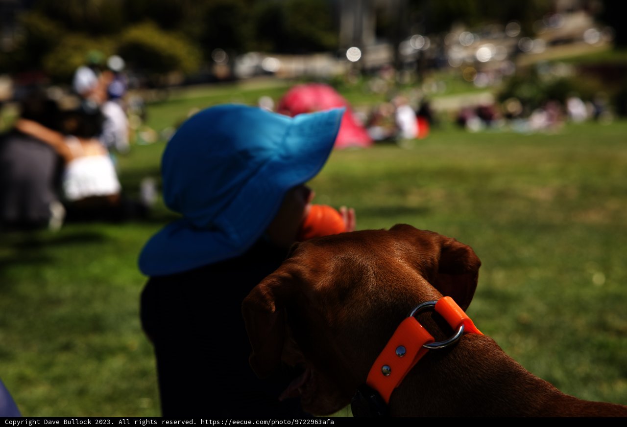 Park Day with Fashionable Fido