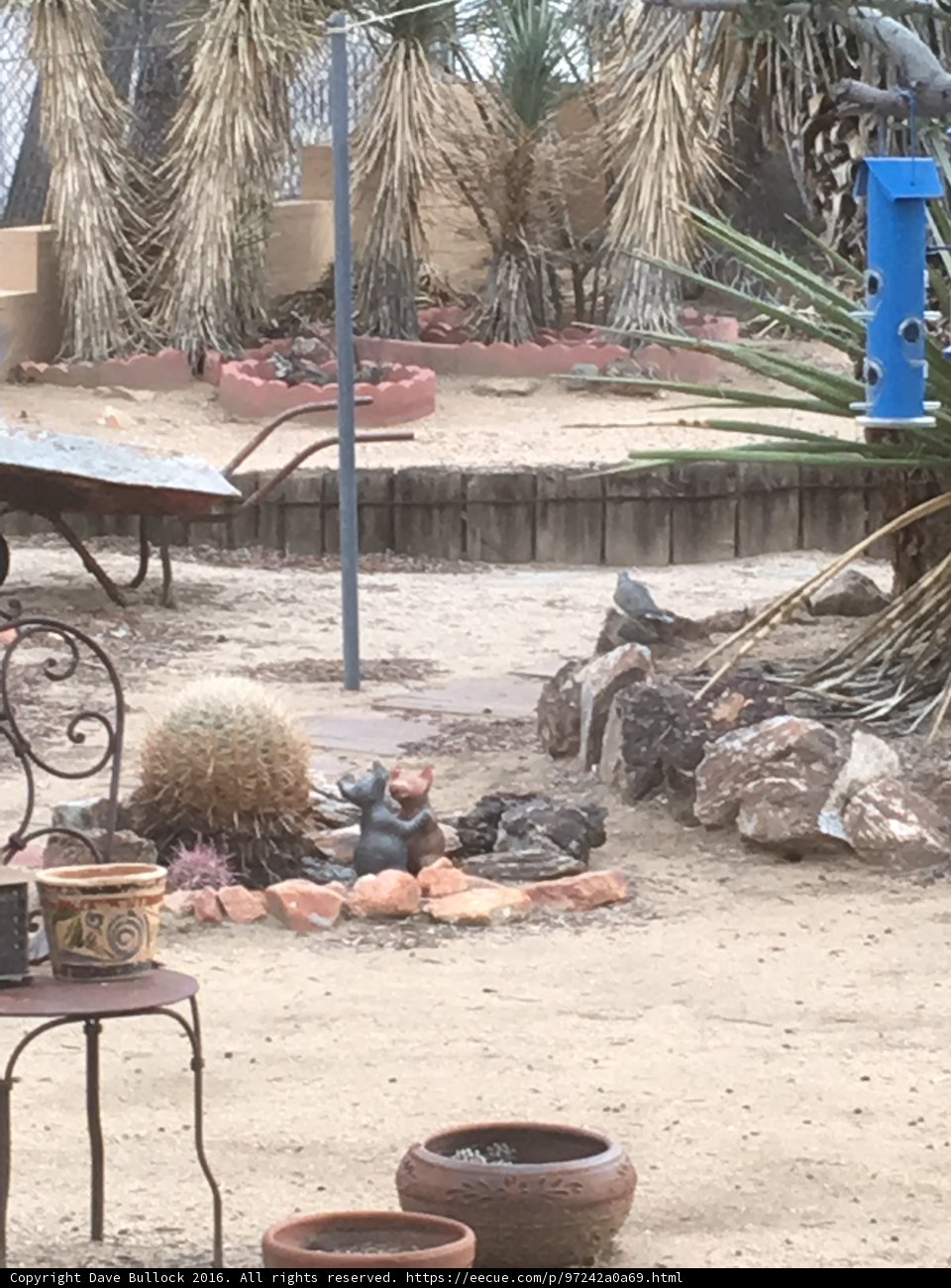 Desert Oasis