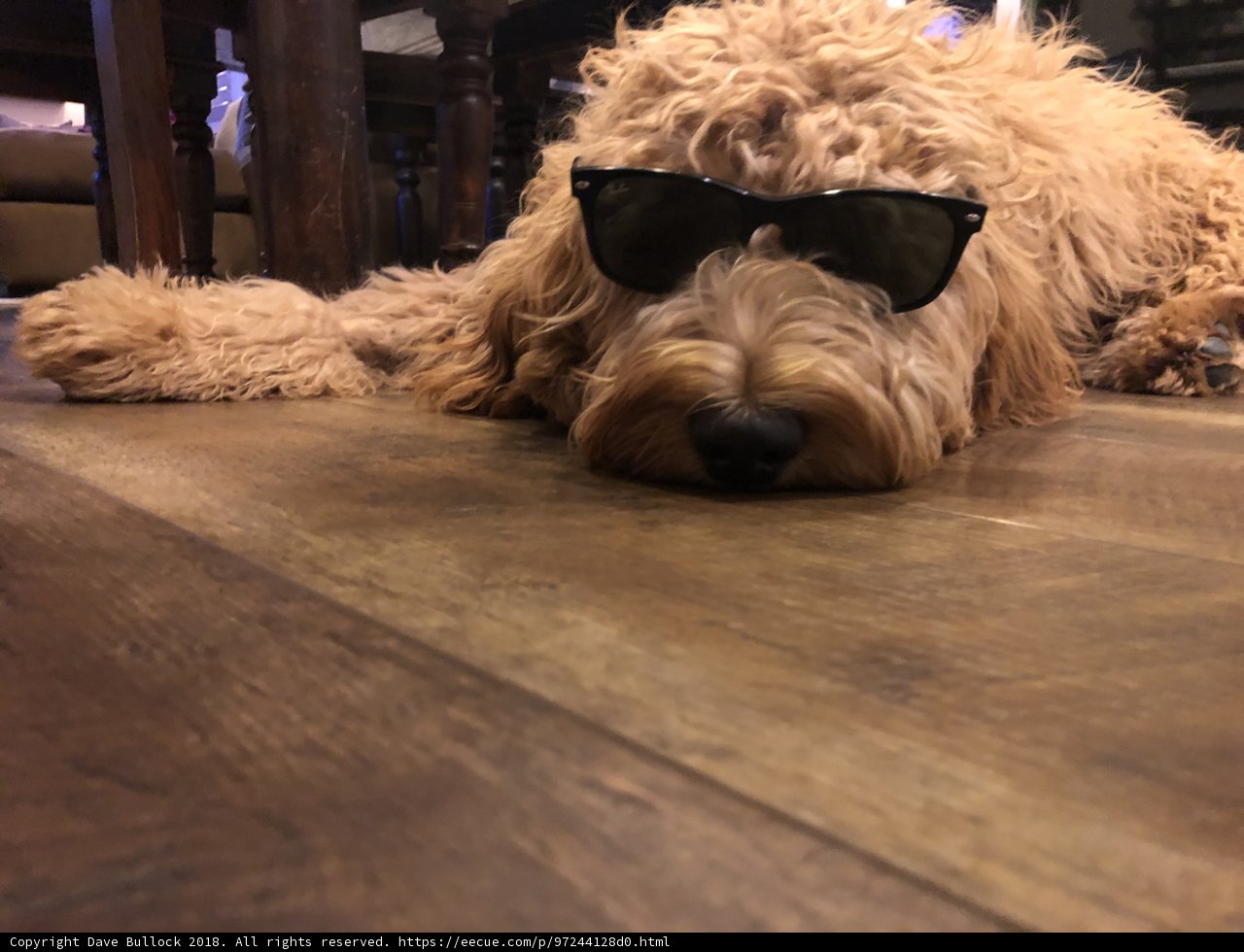 Cool Pup