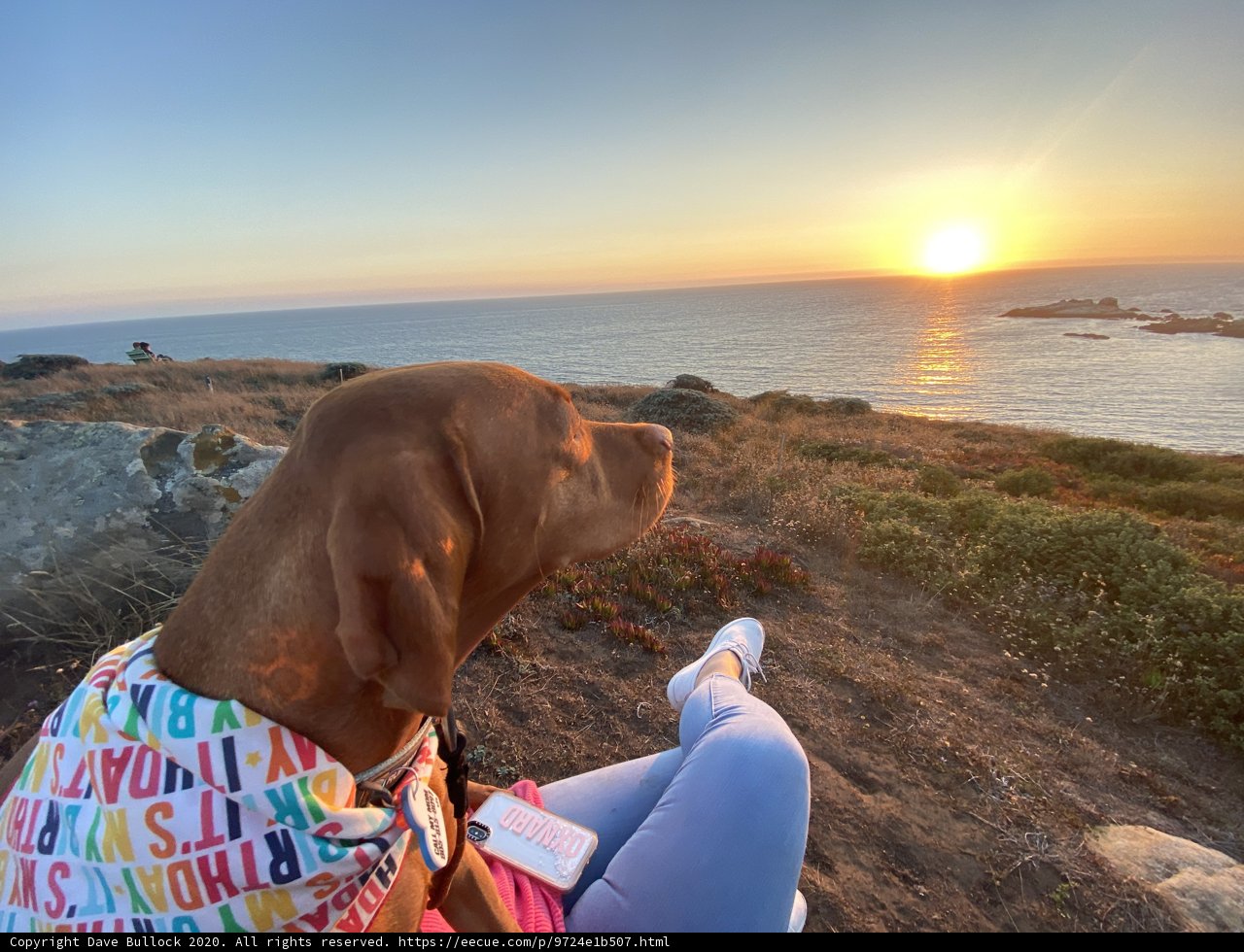 Canine Contemplation