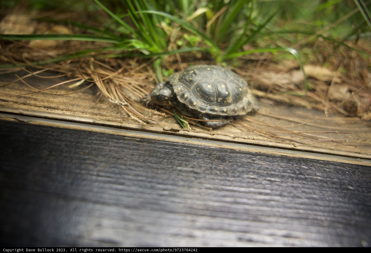 Journey of the Petite Tortoise