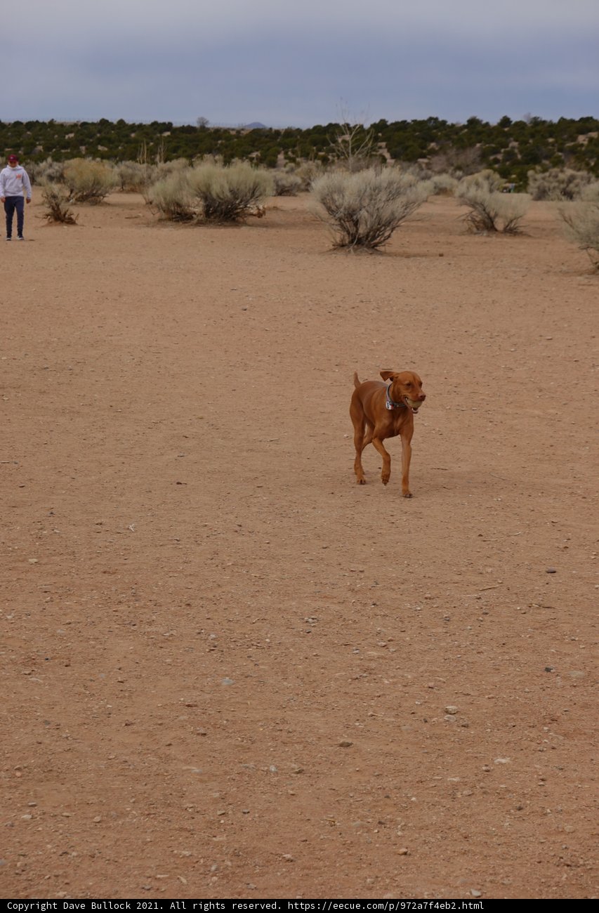 Running Free in the Desert