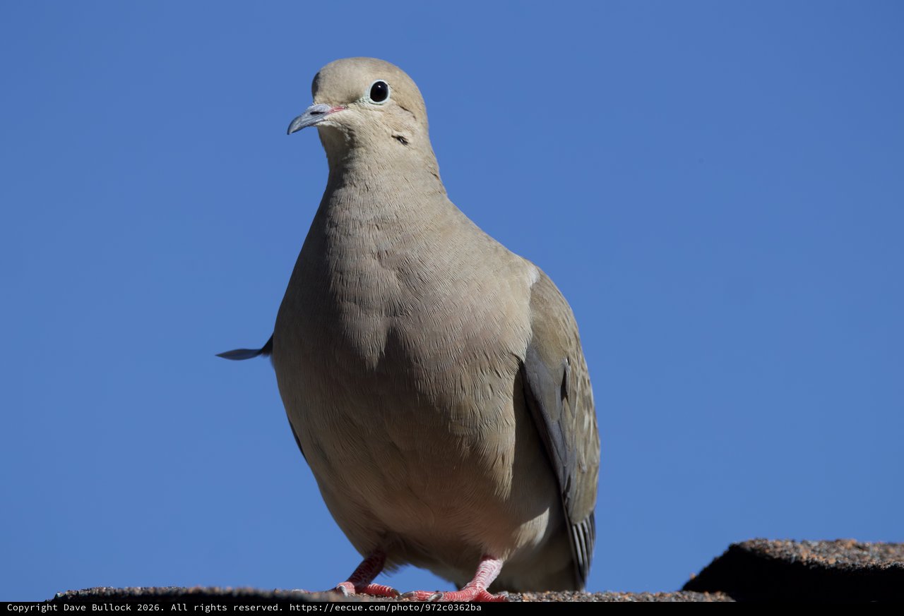 Eurasian Collared-Dove Portrait Against Clear Blue Sky