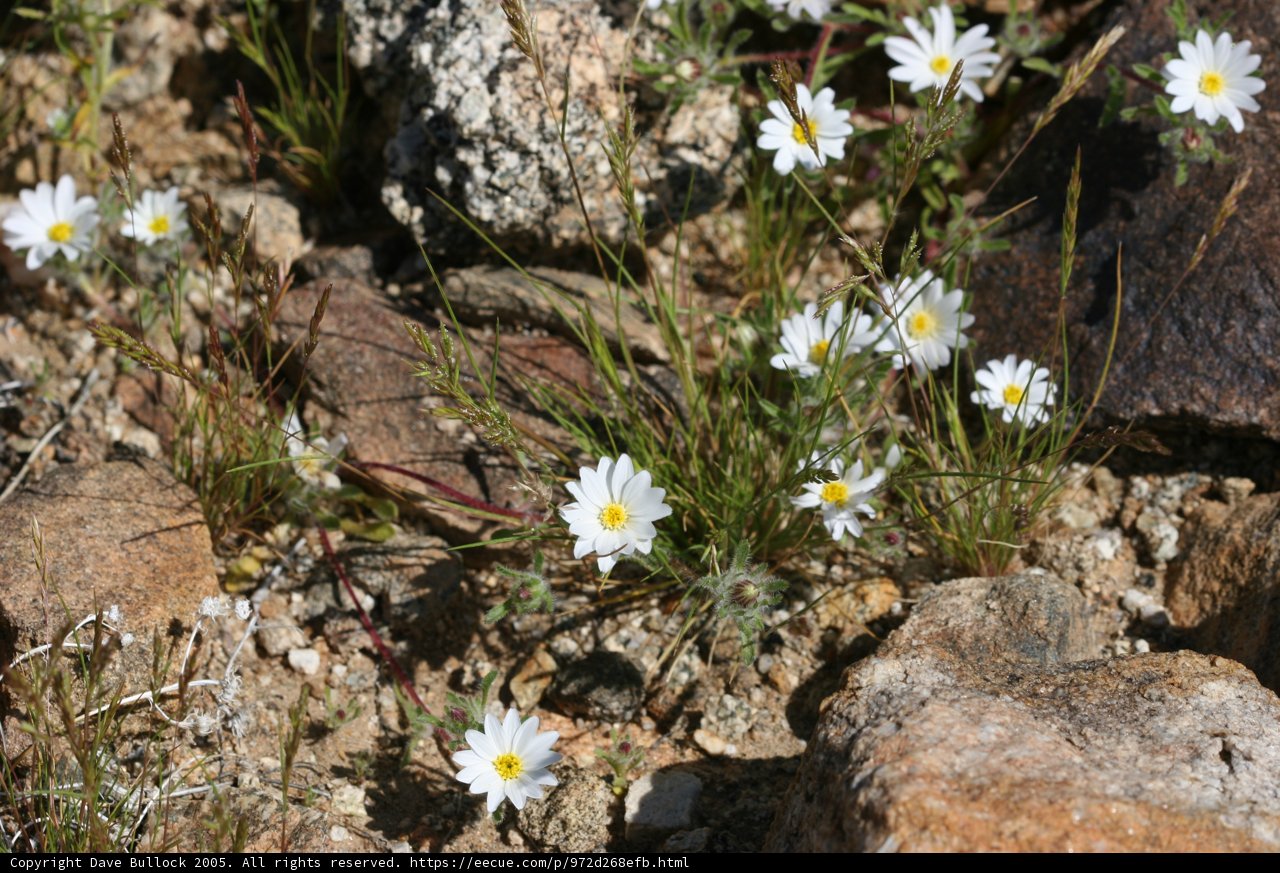 White Blooms Among the Rocks