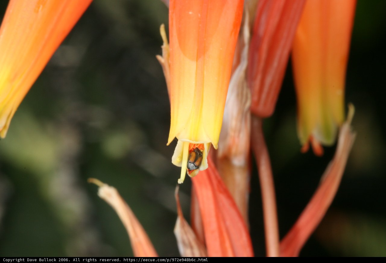 Dewy Amaryllidaceae