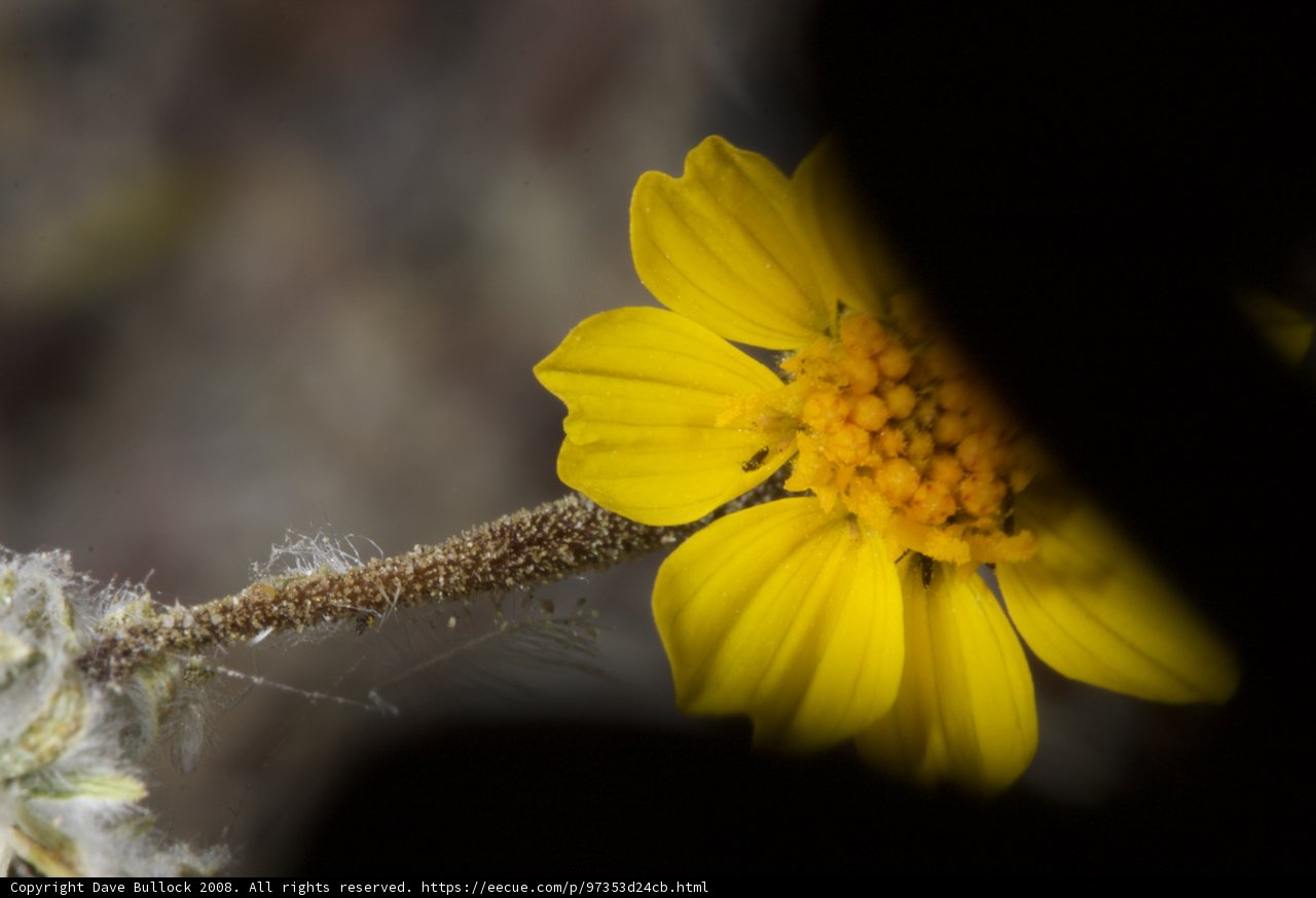 Sunny Daisy