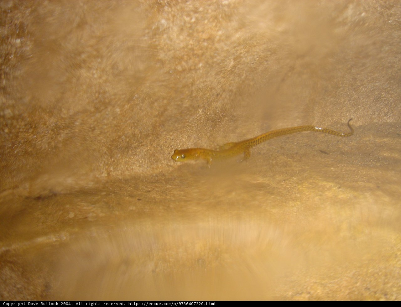 Rockin' Lizard