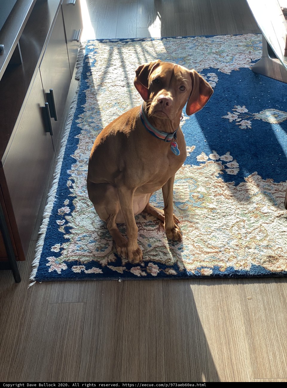 A Canine Accent for Your Home