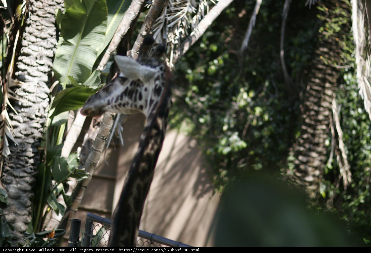 The Majestic Giraffe