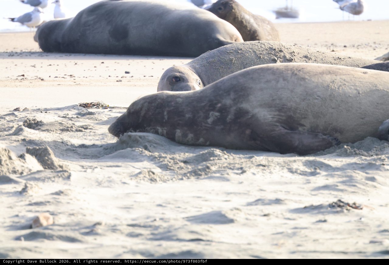 Elephant Seal Colony Resting on Sandy Beach