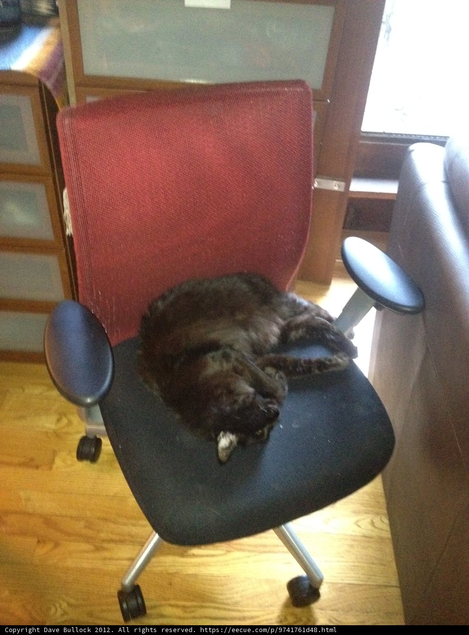 Purrfectly Pawsome Napping Spot