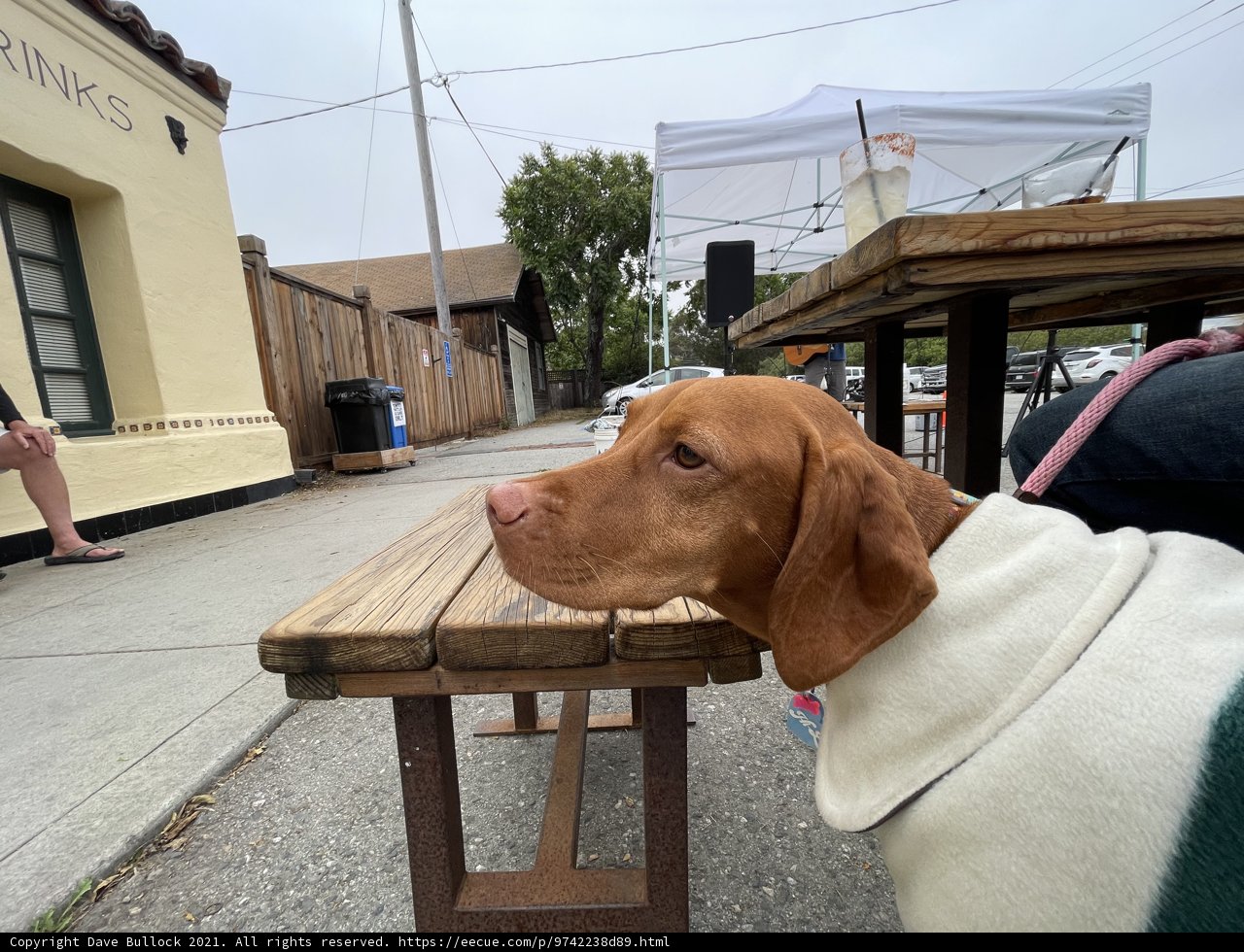 Furry Friend on the City Bench
