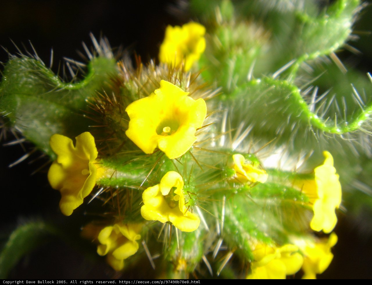 Sunny Cactus Flower