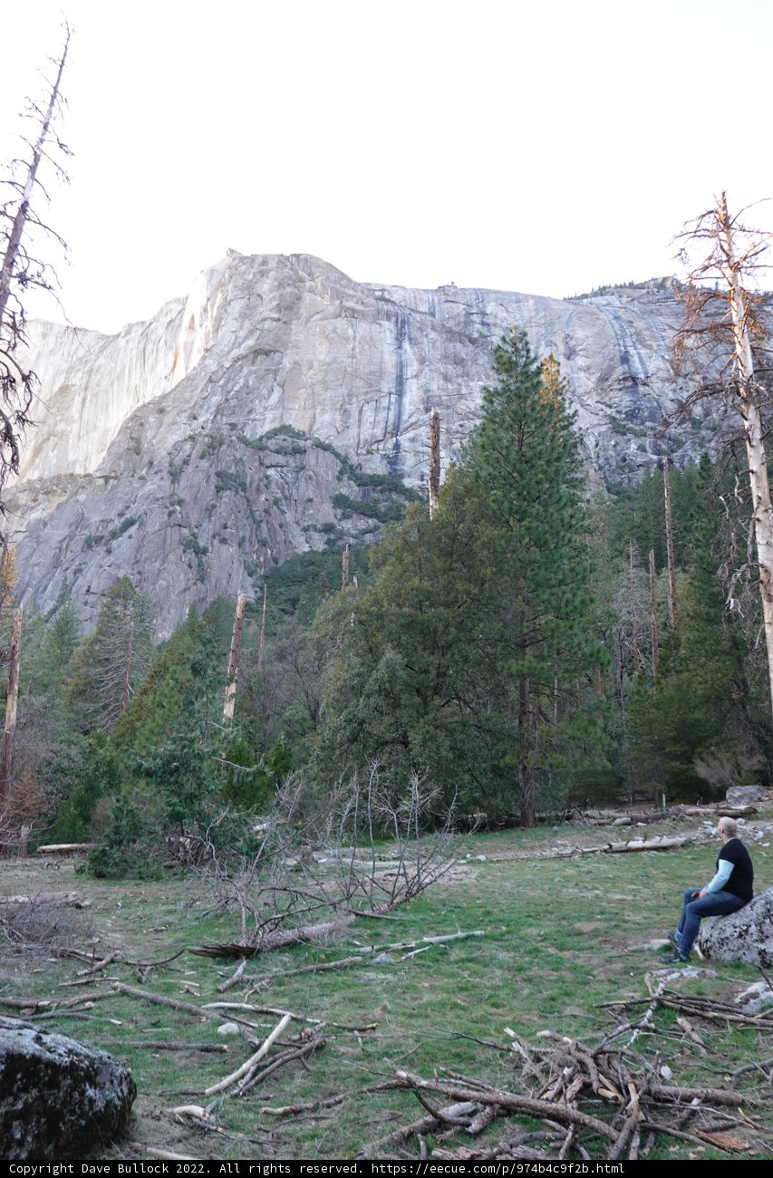 Solitude in the Coniferous Wilderness