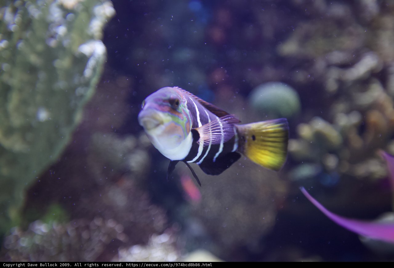 Striped Angelfish in the Underwater World
