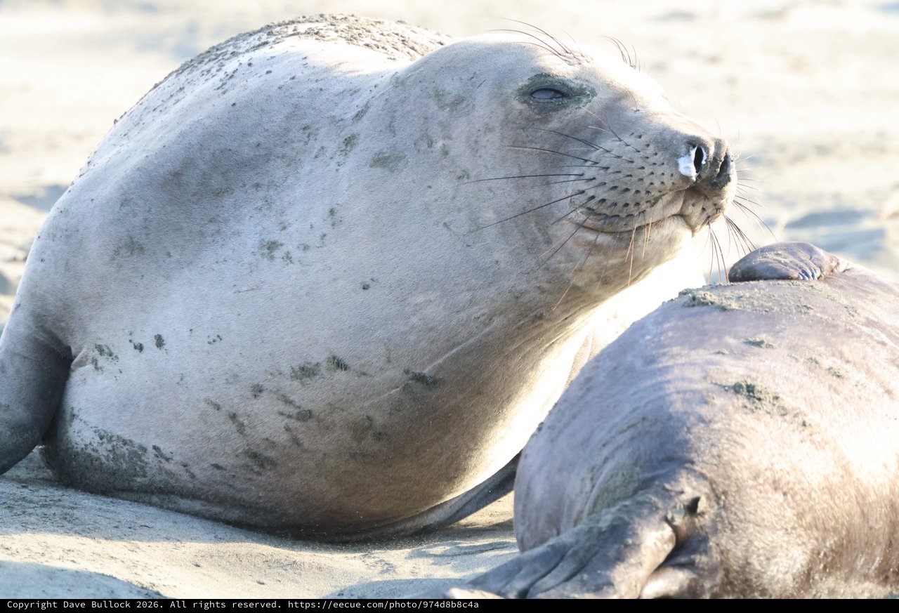 Harbor Seal Resting on Sandy Beach at Drakes Beach