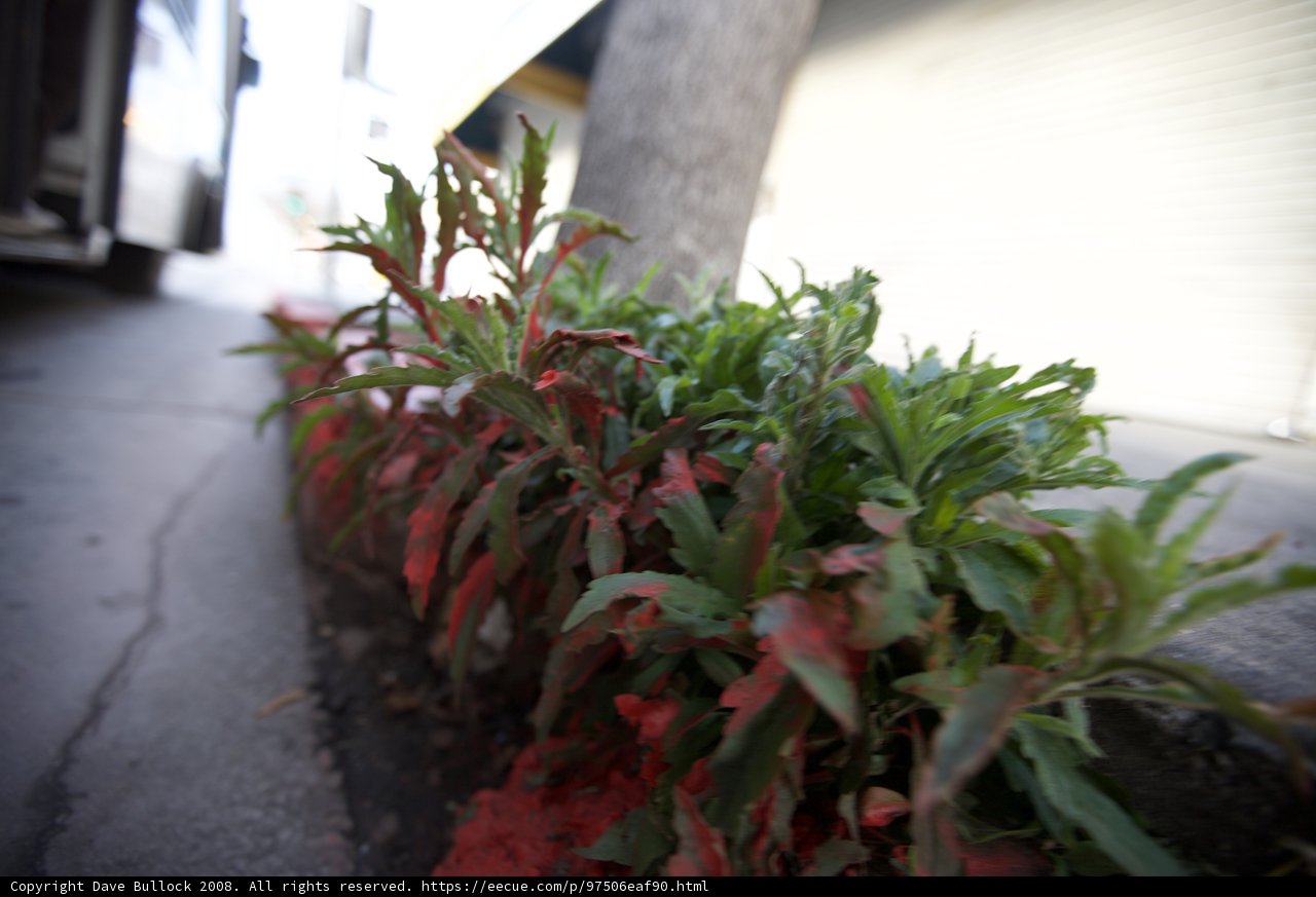 Street Flora