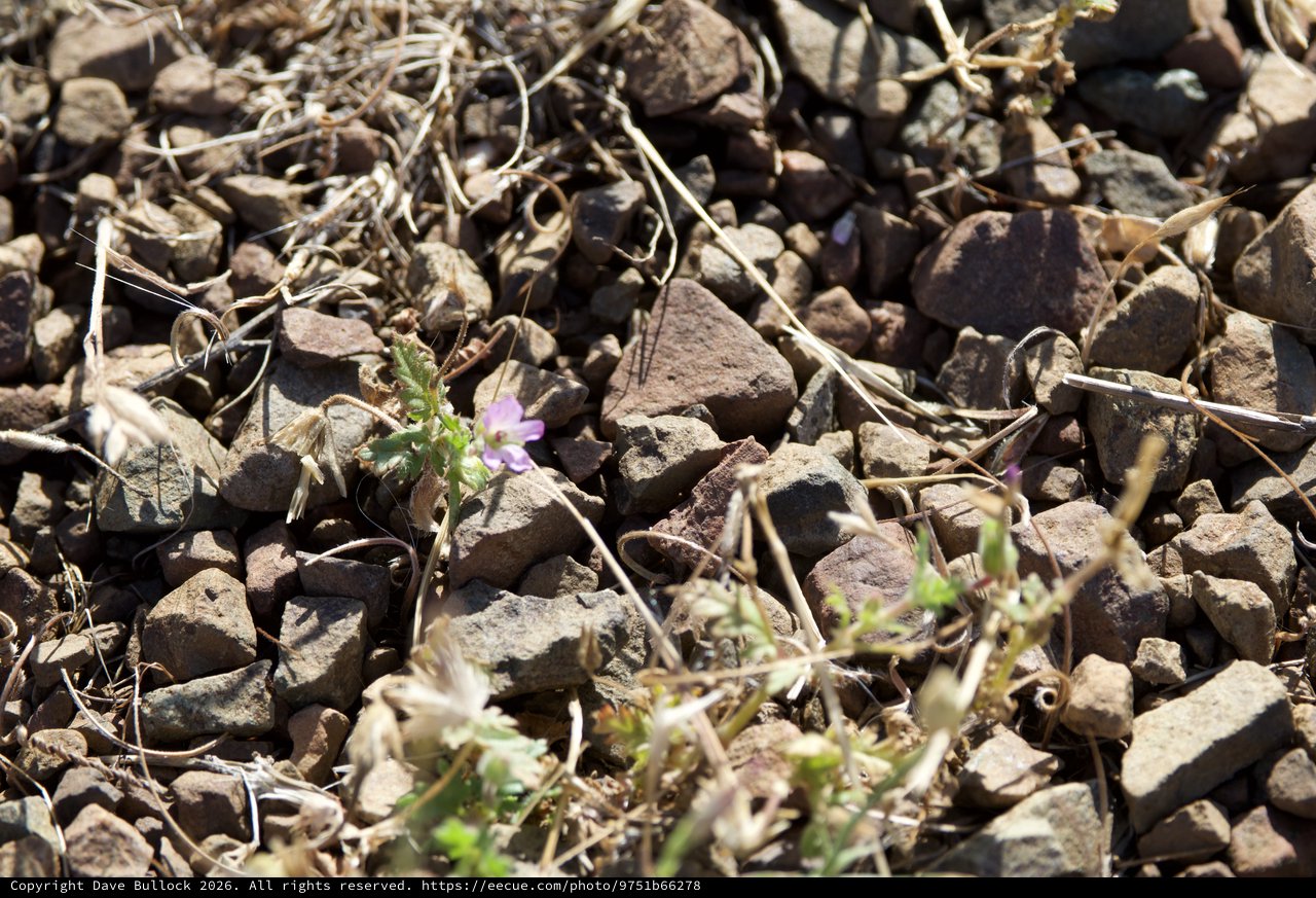 Lone Wildflower Persists Among Rocky Desert Gravel
