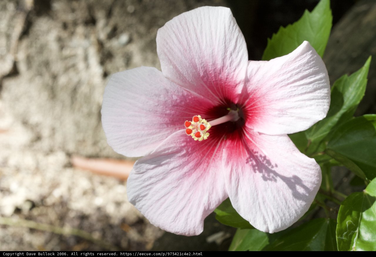 Pink Hibiscus Bloom