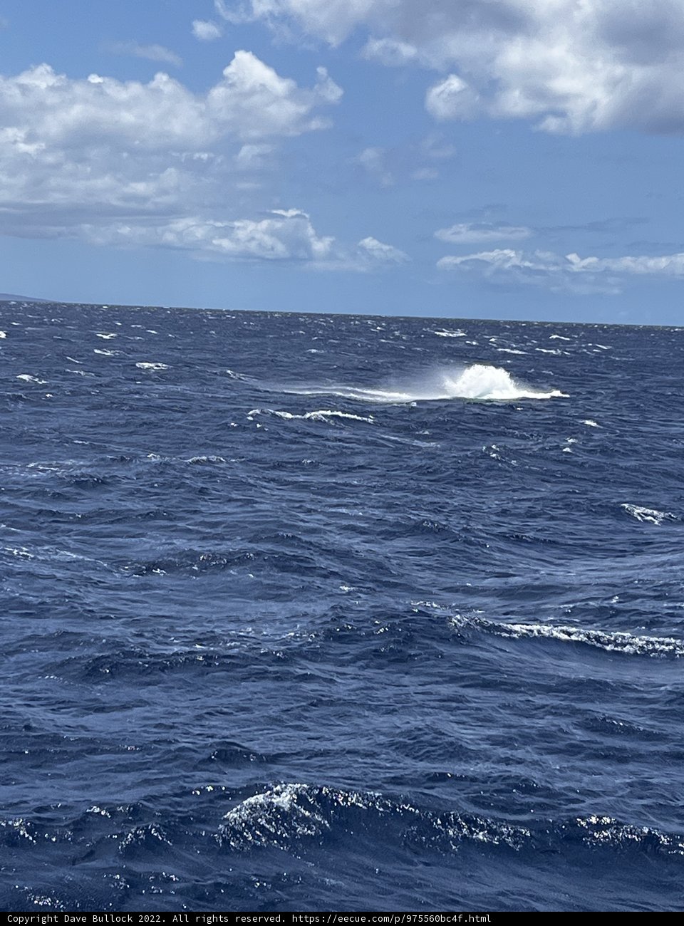 Whale Watching Adventure