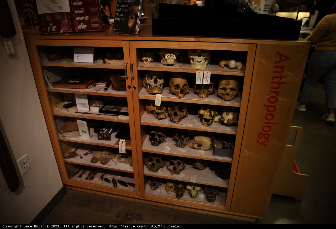 The Enigmatic Skull Collection