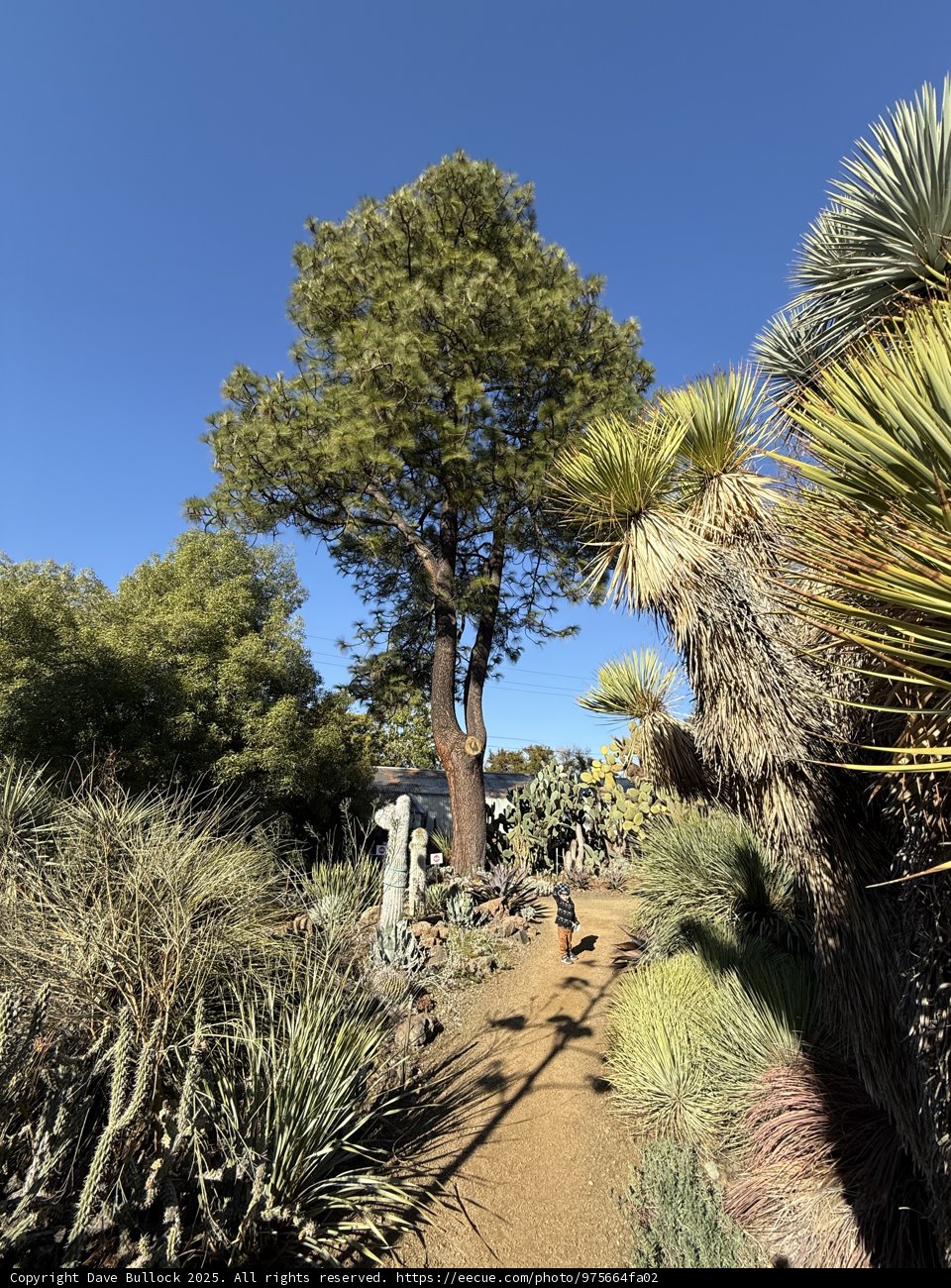 Serene Stroll Amongst the Giants