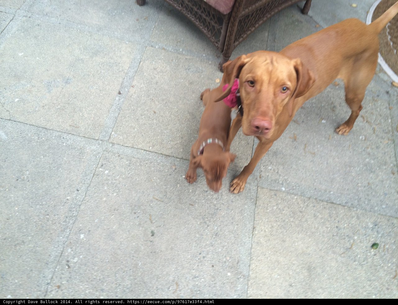 Puppy Love on the Patio