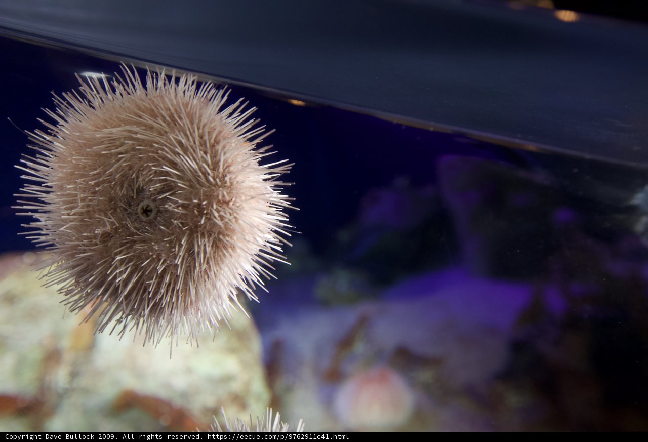 Sea Urchin in an Aquarium