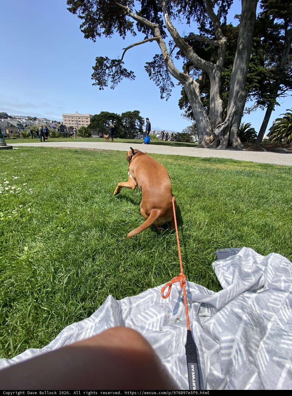 A Joyful Pup in the Lush Greenery of Alamo Square