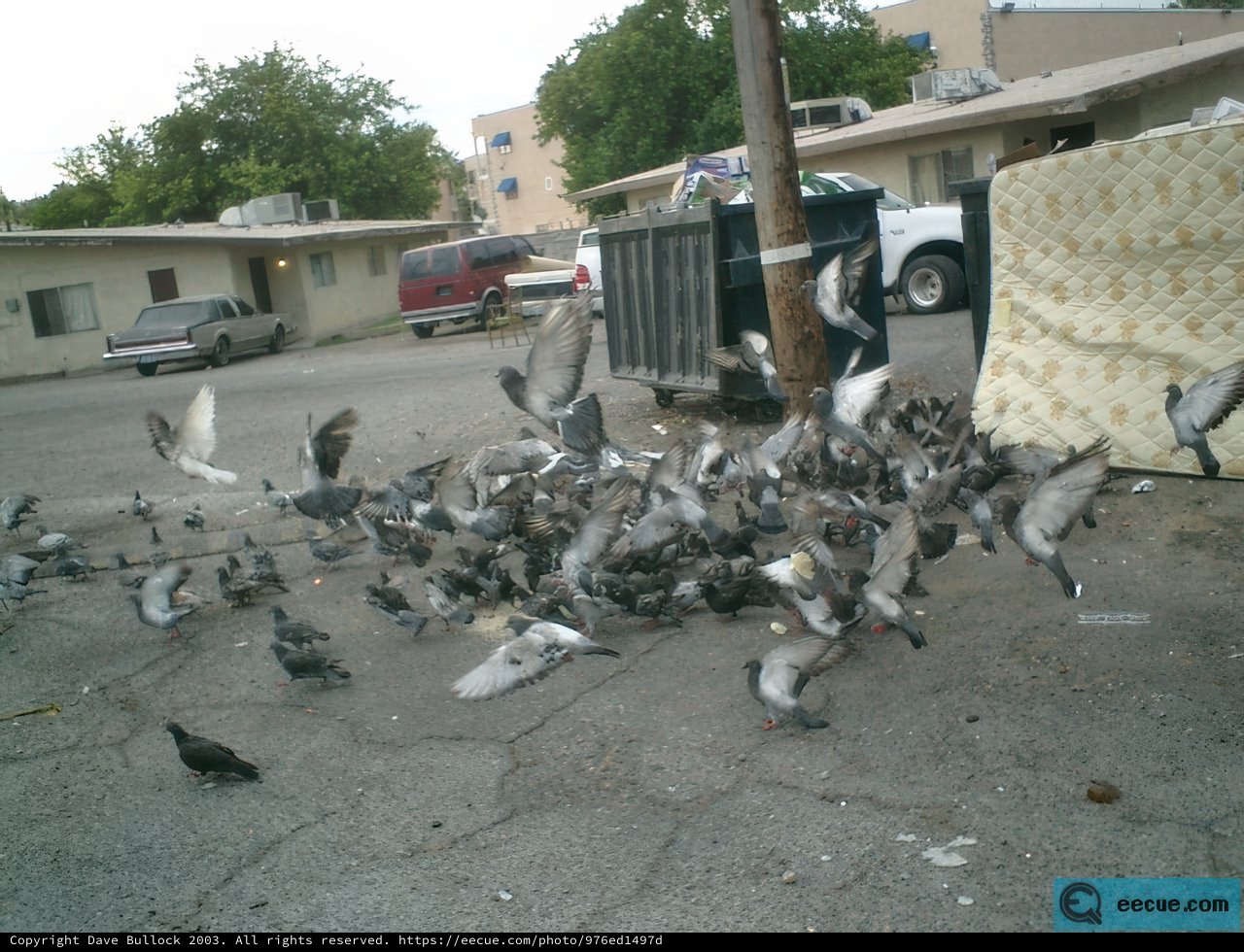 Pigeon Party in the Parking Lot