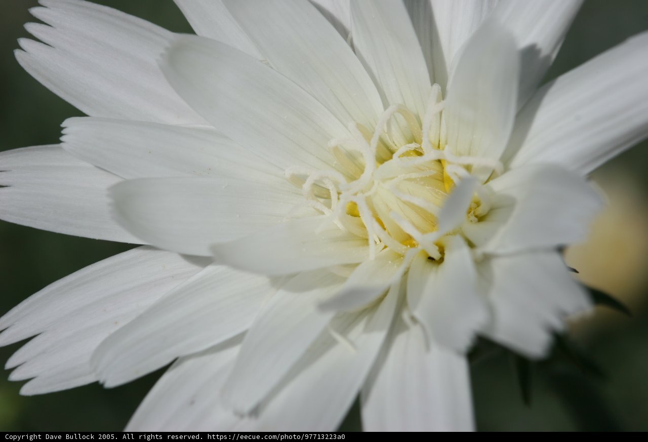 Sunny Flower