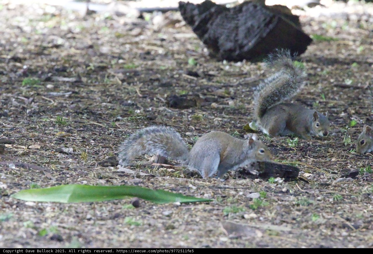 Woodland Symphony