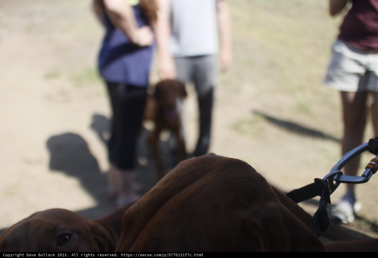 A Hound's Best Friends