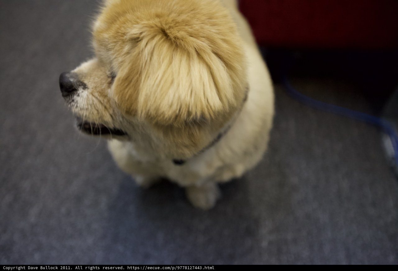 Furry Friend