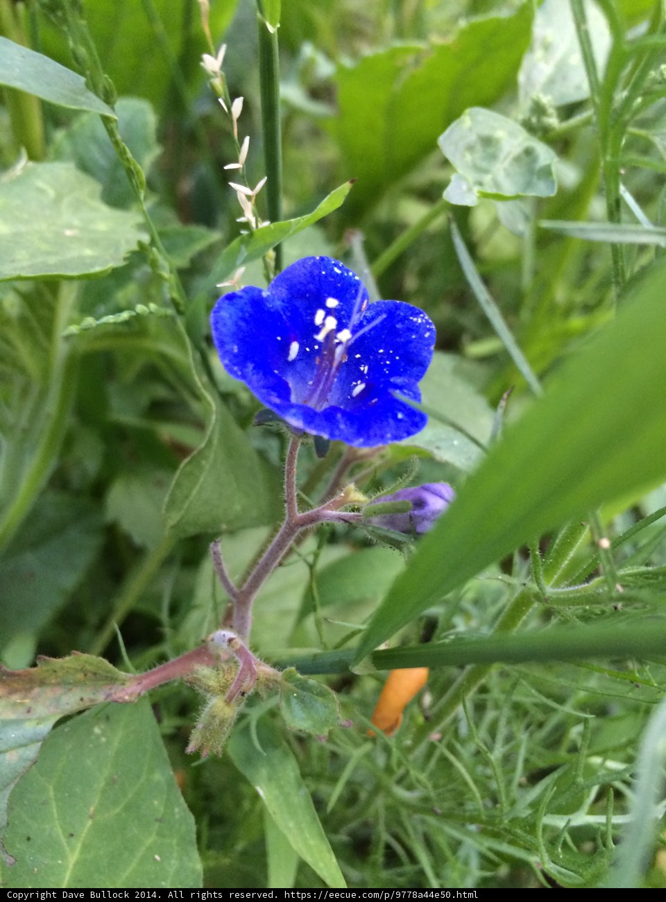 Blue Geranium Blossom in the Greenery