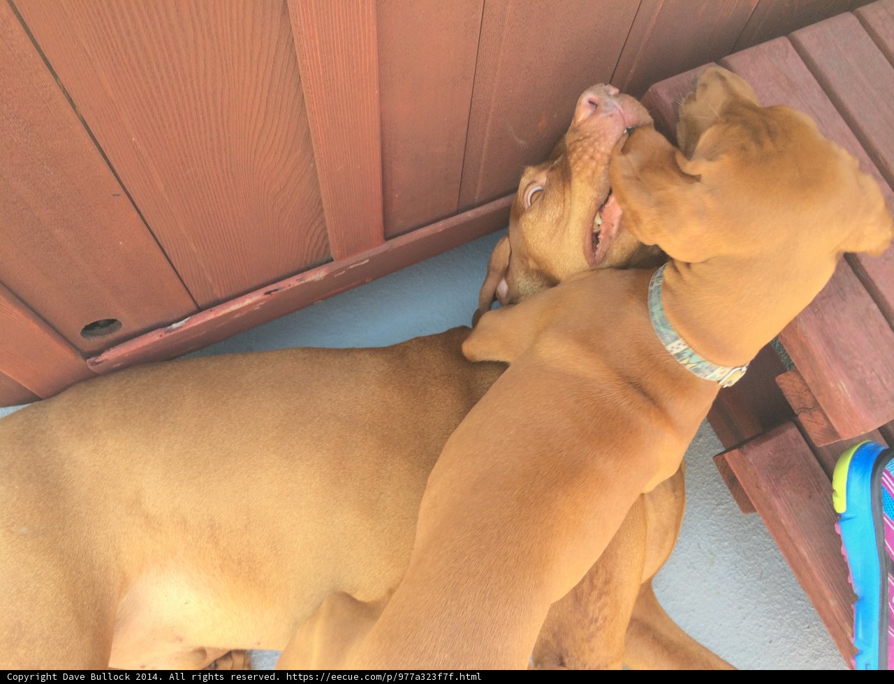 Playful Pups in Hermosa Beach