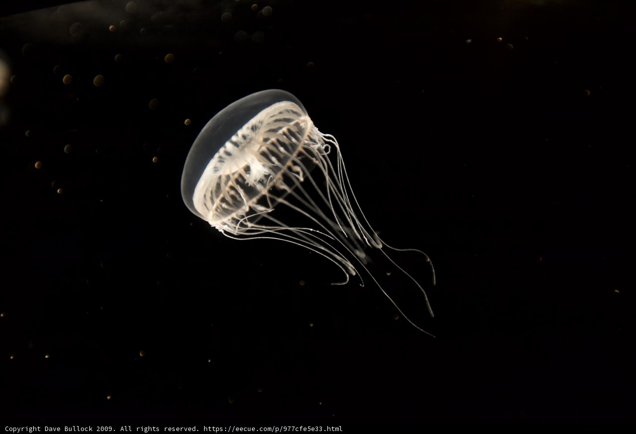 Floating Beauty