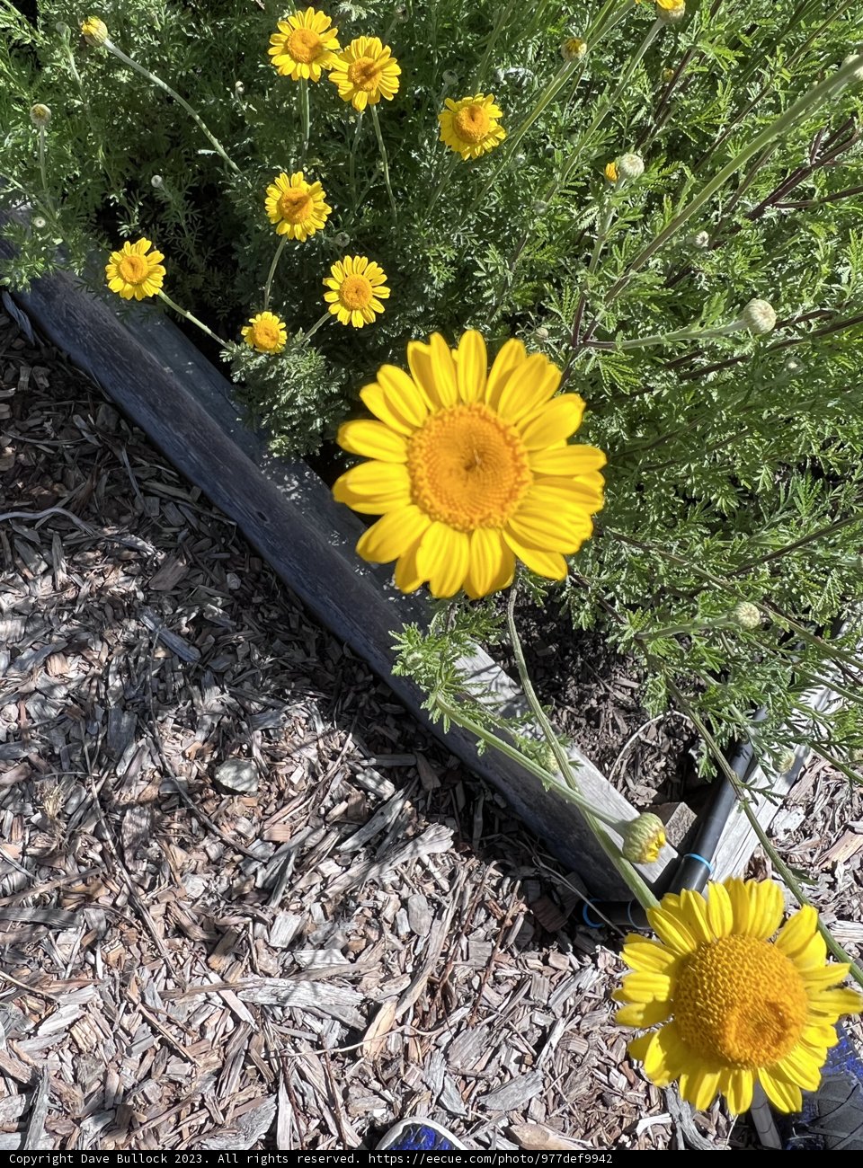 Sunny Splendor: A Californian Floral Display