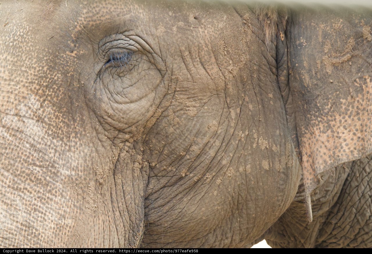 Whispers of the Wild: An Elephant's Close-up