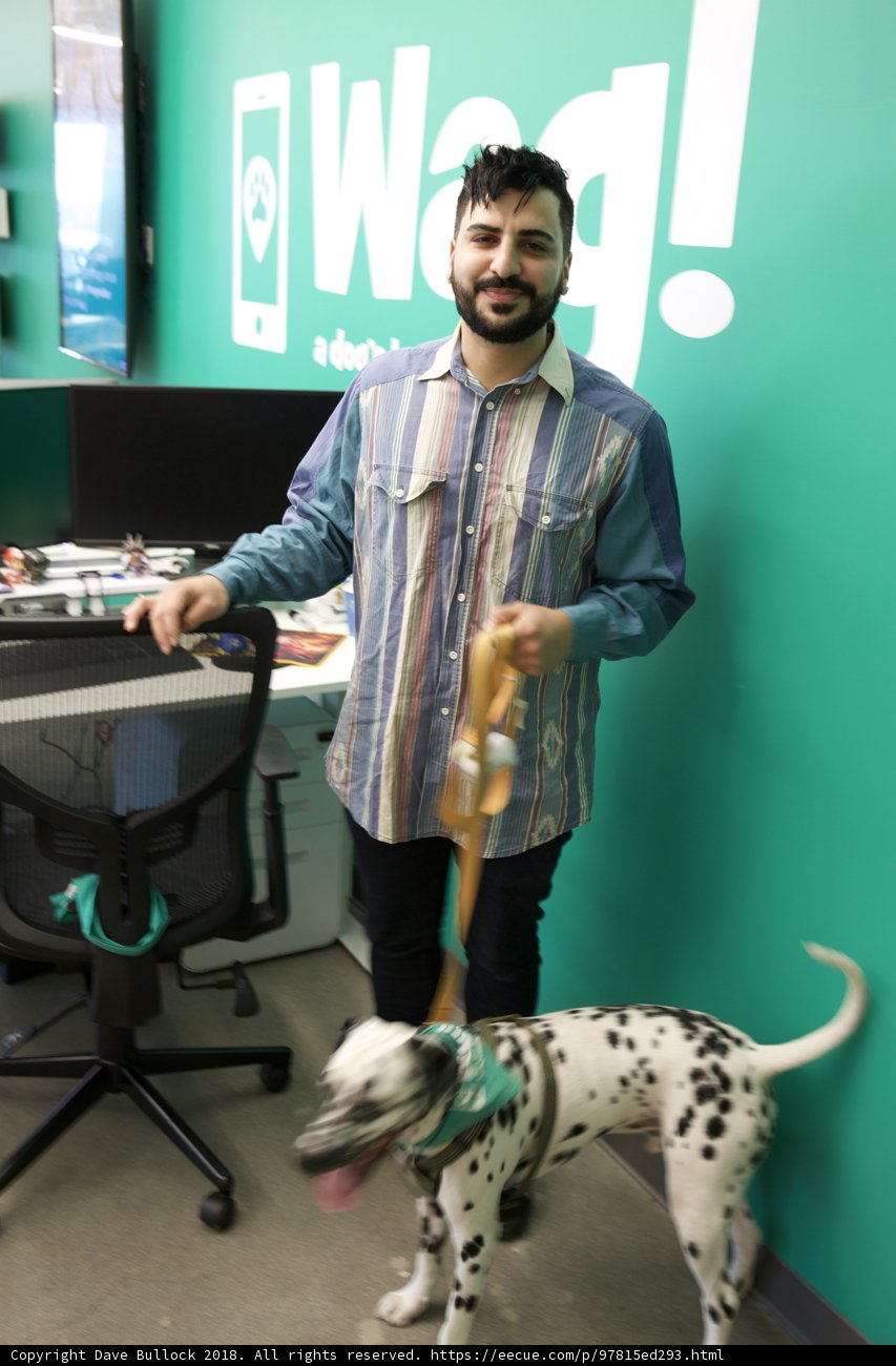 Man and Dalmatian at Work