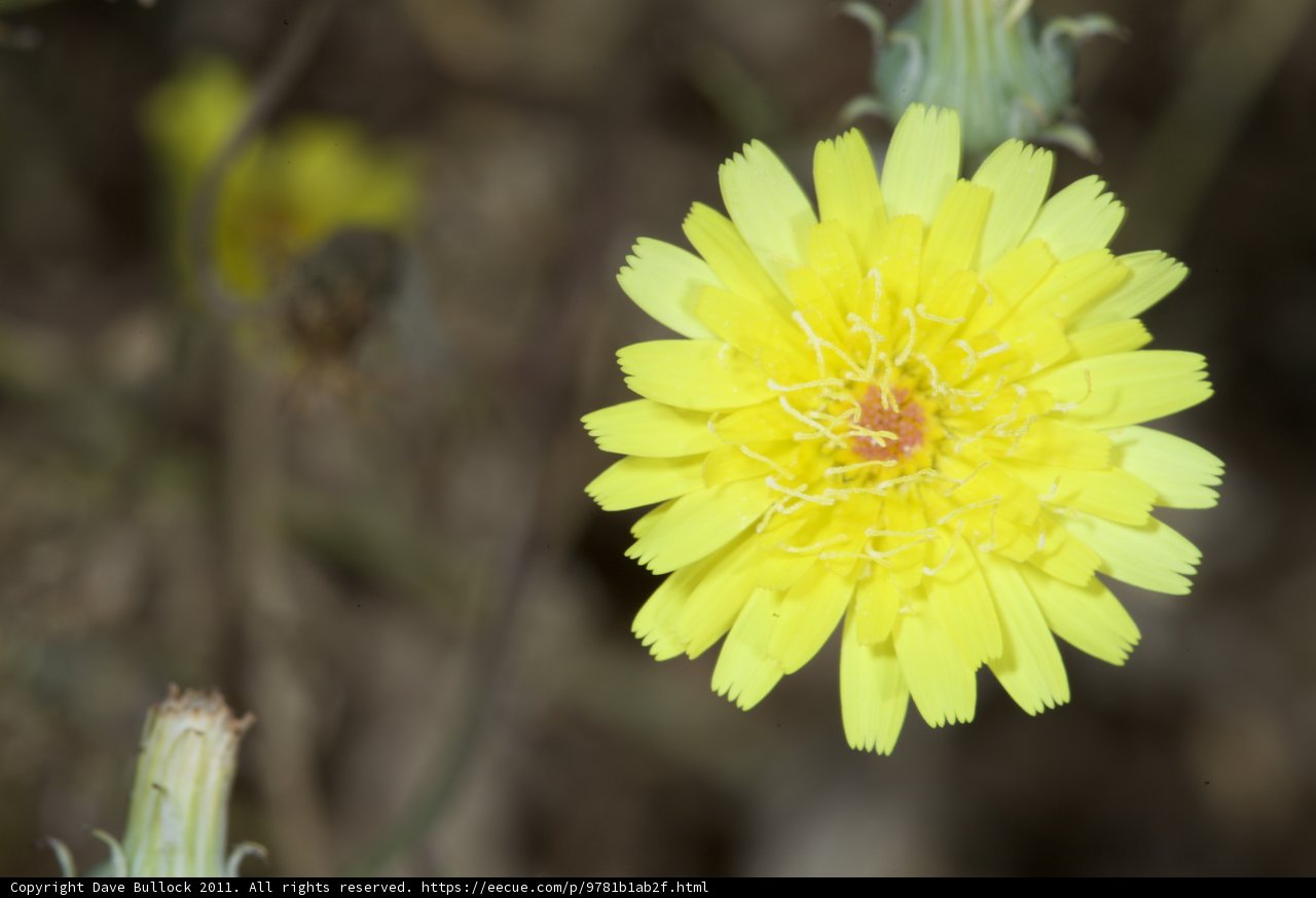 Vibrant Yellow Daisy