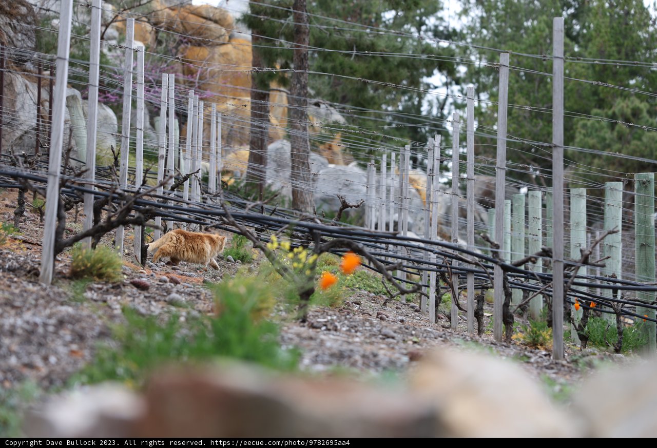 Feline Strolls Through Vineyard
