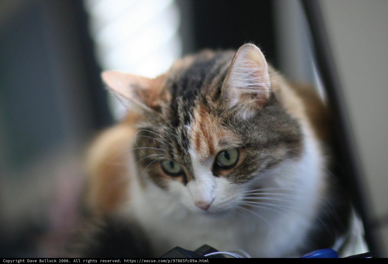 Table Cat