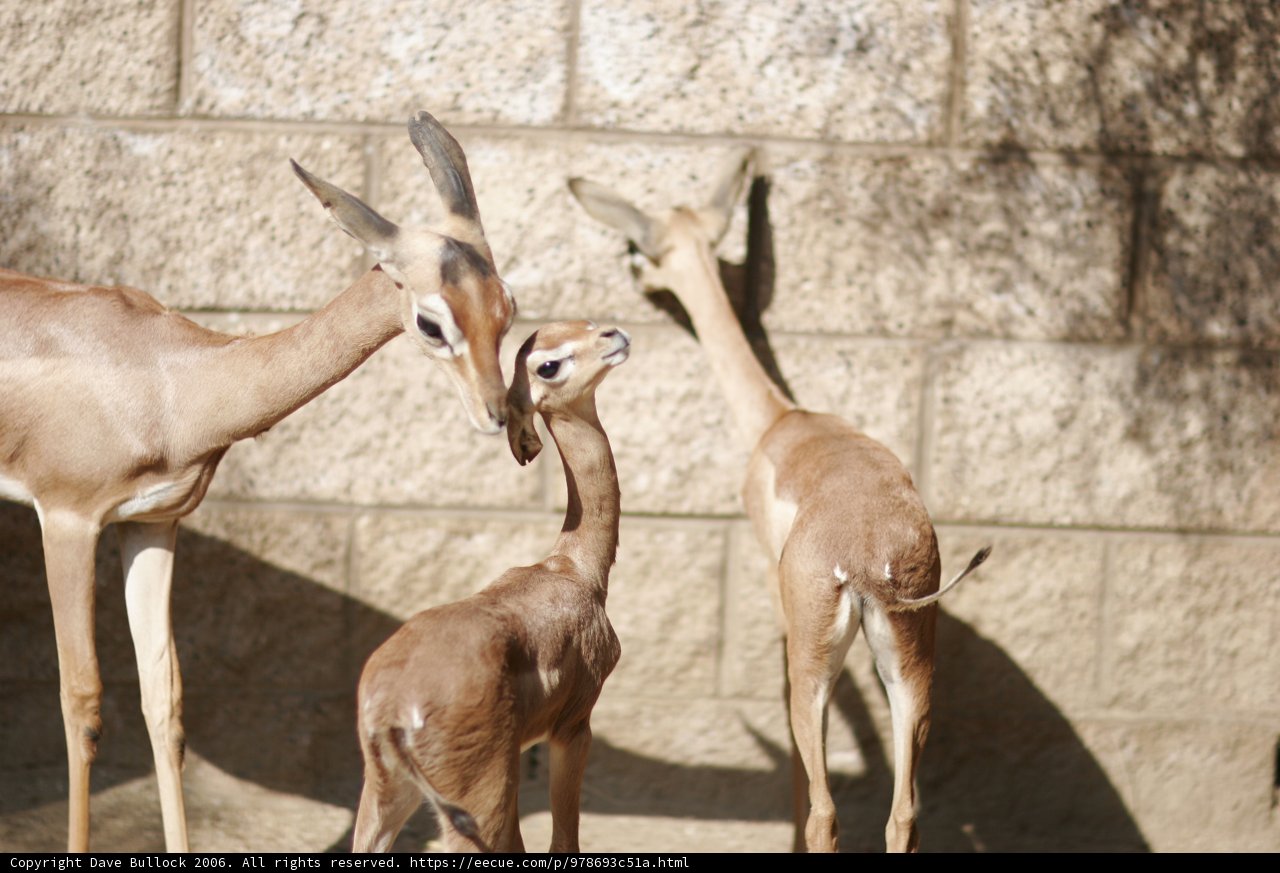 A mother and her fawn Caption: A baby Impala gazelle stands next to its mother in the zoo. #wildlife #mammals #impala #gazelle #deer #zoo