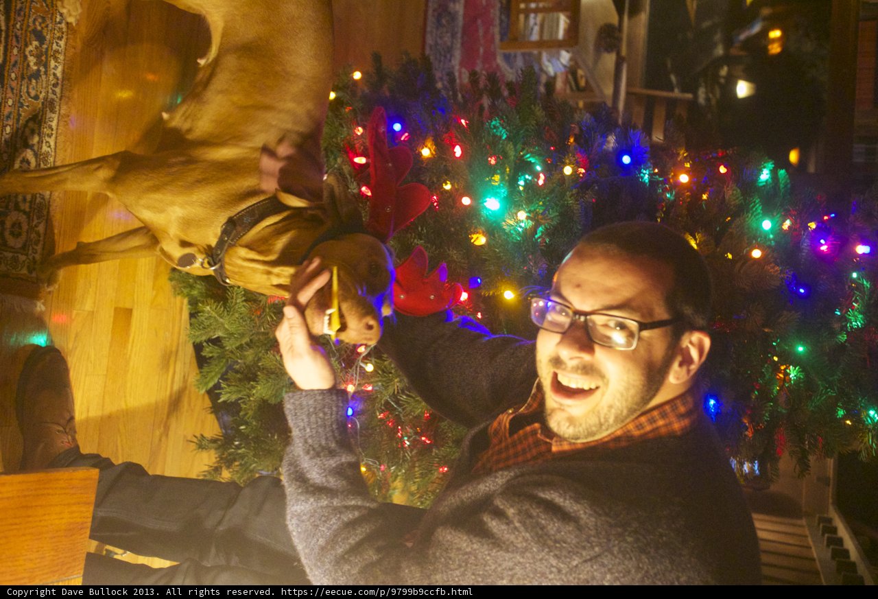 Man and Dog under Holiday Lights