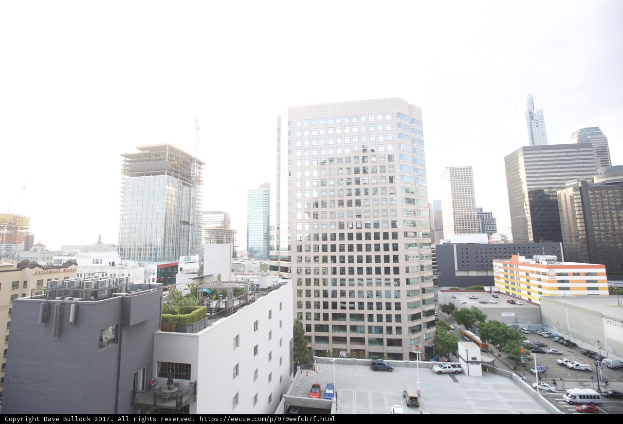The Urban Jungle