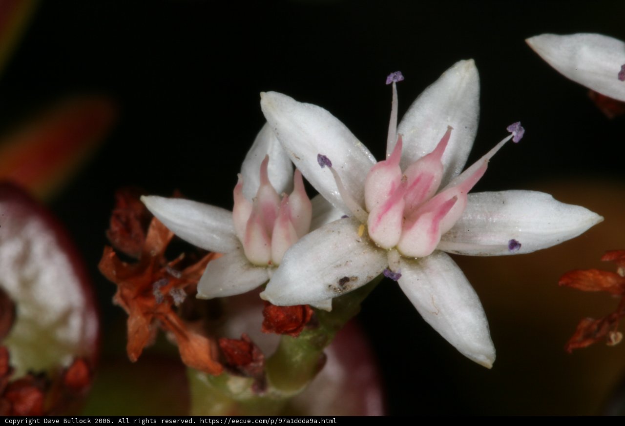 Blooming Beauty